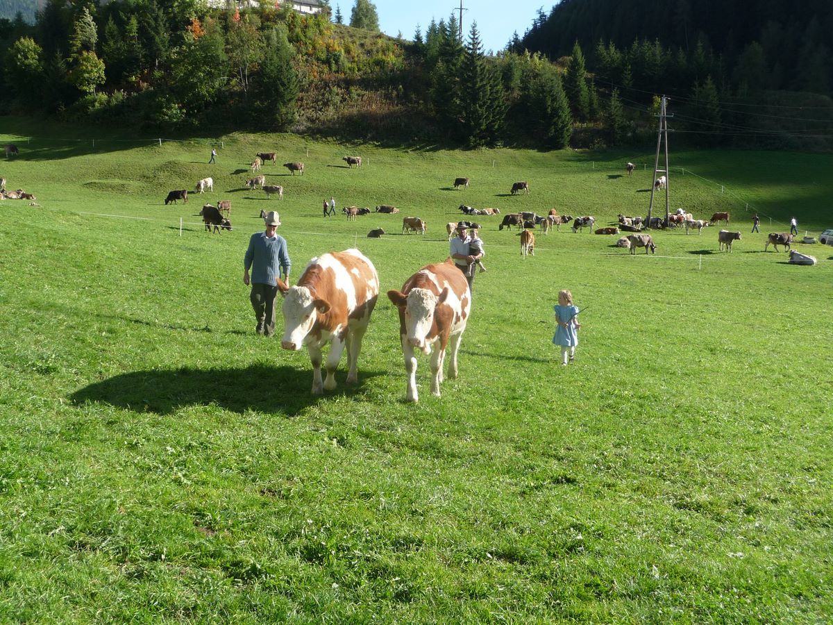 Kühe auf der Weide